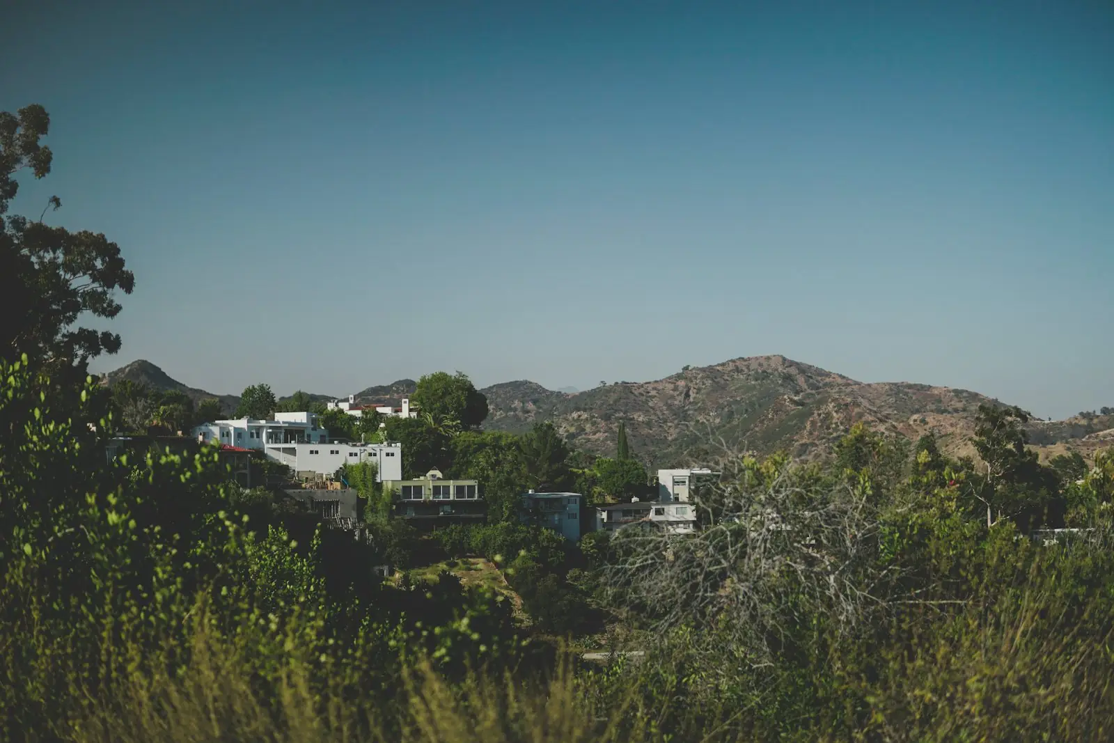 Los Angeles Brush Clearance Requirements: City vs. County Rules